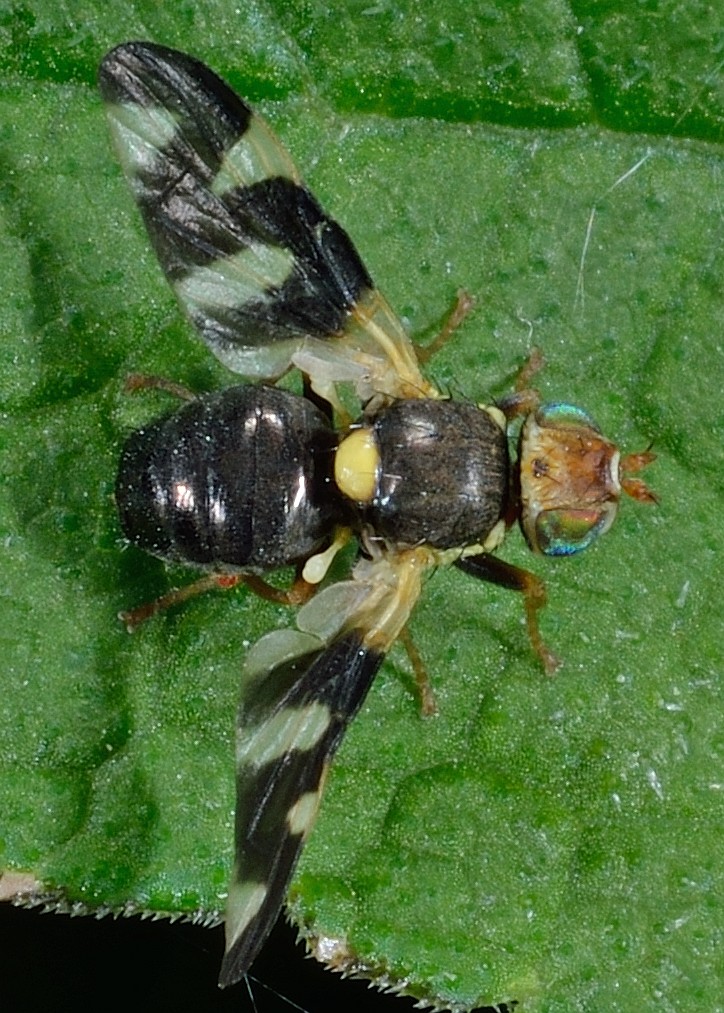 Urophora cardui